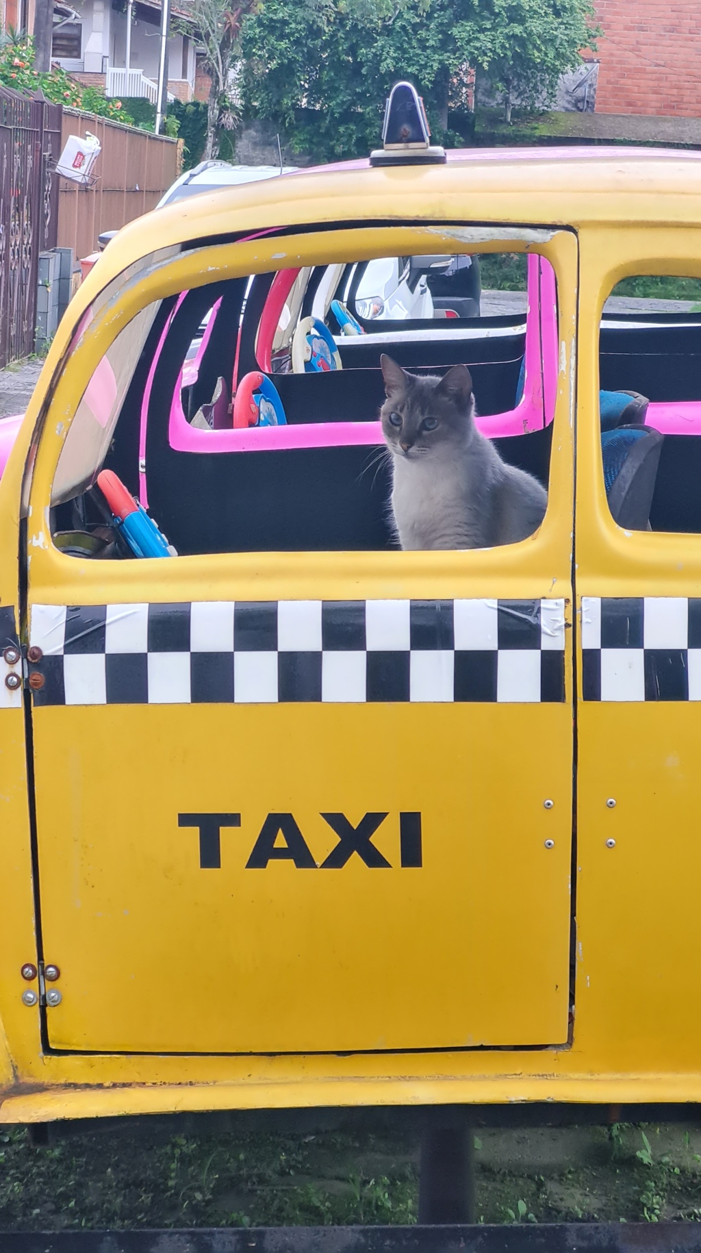 Cat driving a taxi photo